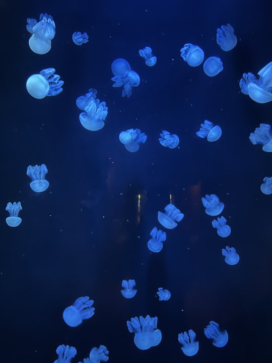 Sport & Freizeit Atlantis, The Palm