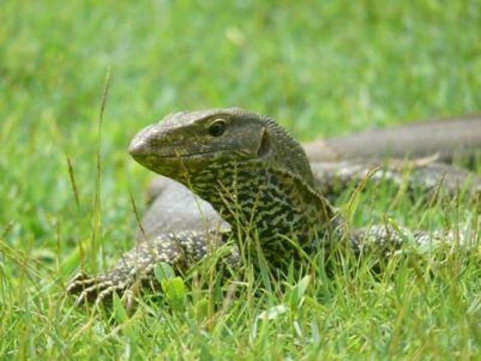 auch er fühlt sich wohl Thaala Bentota