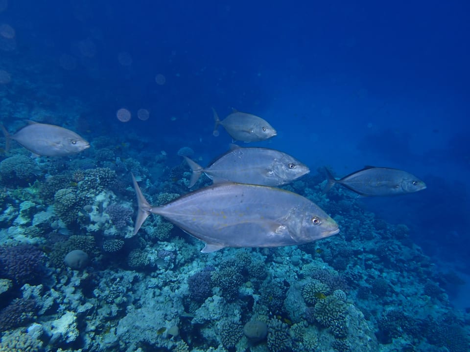 Strand Pickalbatros Citadel Resort