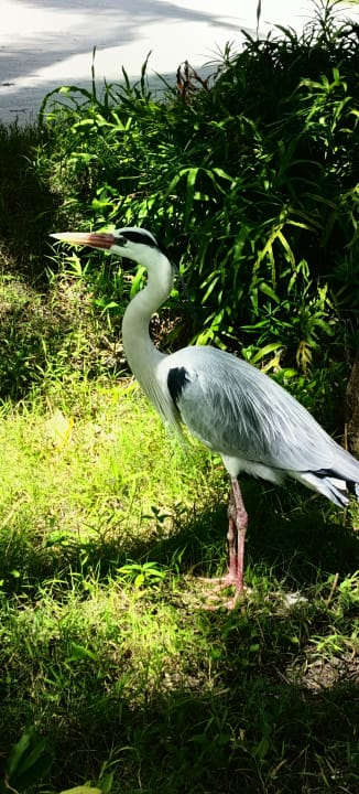 Gartenanlage Kuramathi Maldives