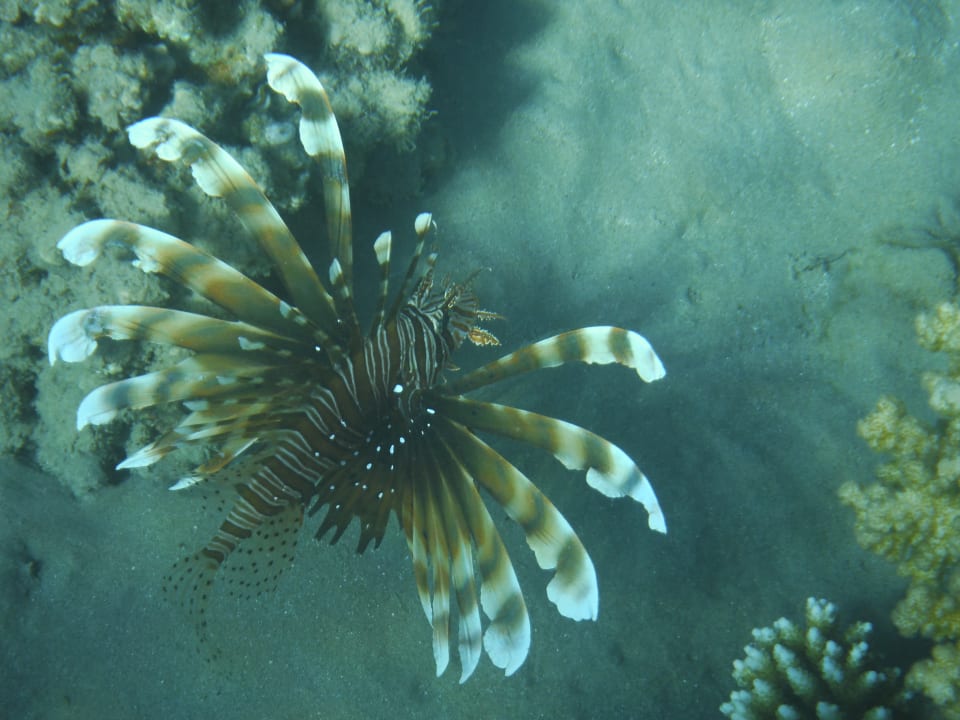 Sport & Freizeit Fort Arabesque Resort, Spa & Villas