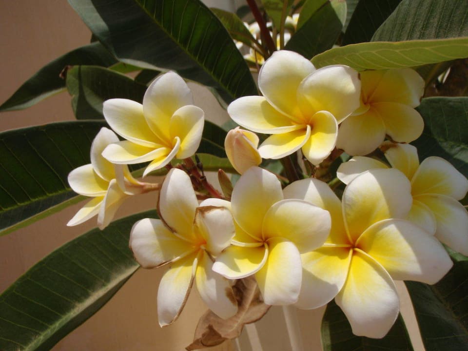 Kwiaty Siva Golden Bay Makadi