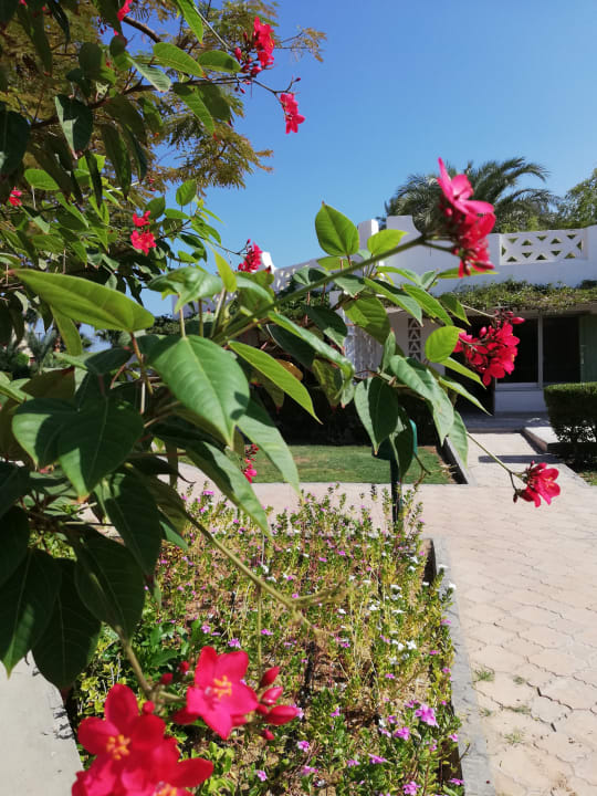 Gartenanlage Shams Safaga Resort