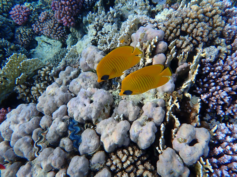 Sport & Freizeit Malikia Resort Abu Dabbab