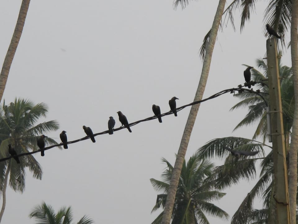 Krähen und Flughunde machen sich über uns lustig.. Roman Life Ayurveda Beach Resort