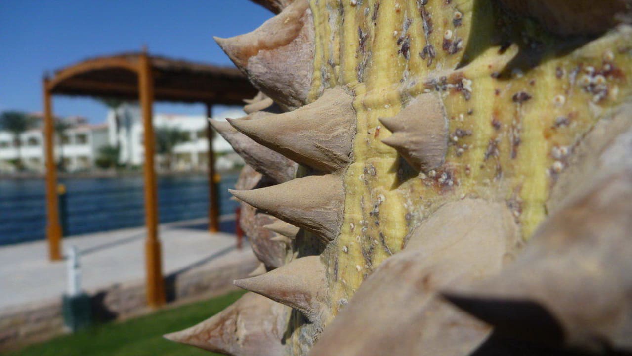 Auch Bäume haben Stacheln Pickalbatros Dana Beach Resort - Hurghada