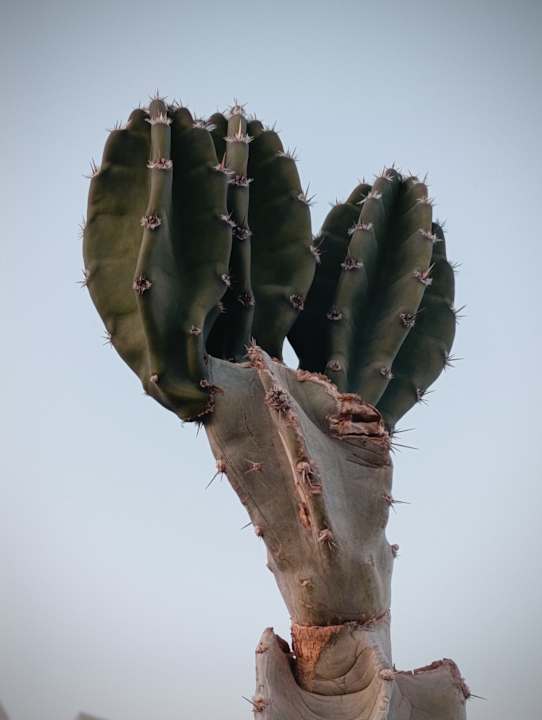 Außenansicht SUNRISE Anjum Resort Marsa Alam