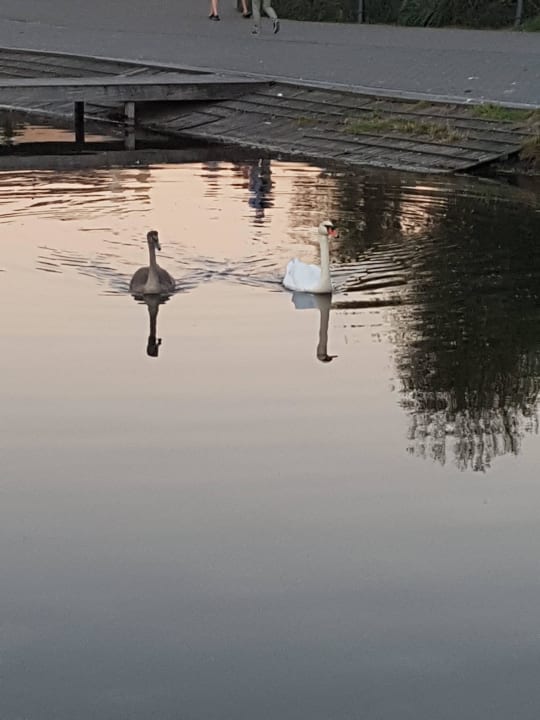Abendliche Besucher im Hafenbecken Center Parcs Port Zélande