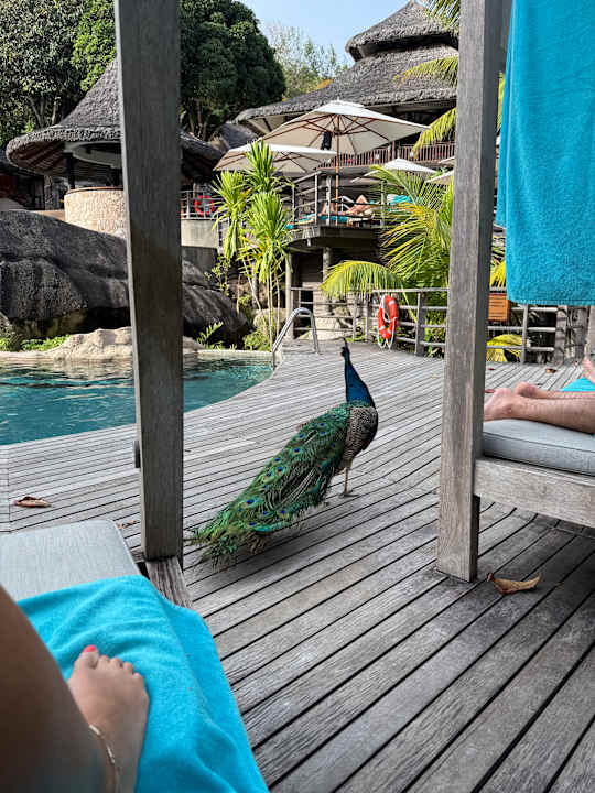 Pool Constance Lemuria