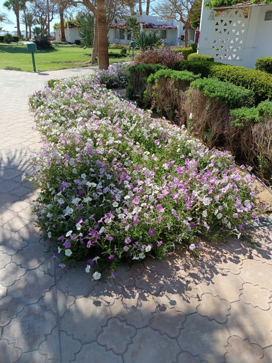 Gartenanlage Shams Safaga Resort
