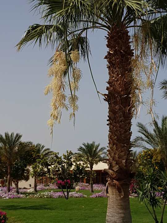 Gartenanlage Desert Rose