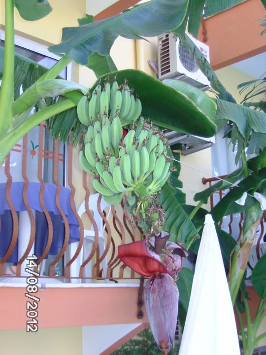 Frische Bananen am Pool 2012 Yavuzhan Otel