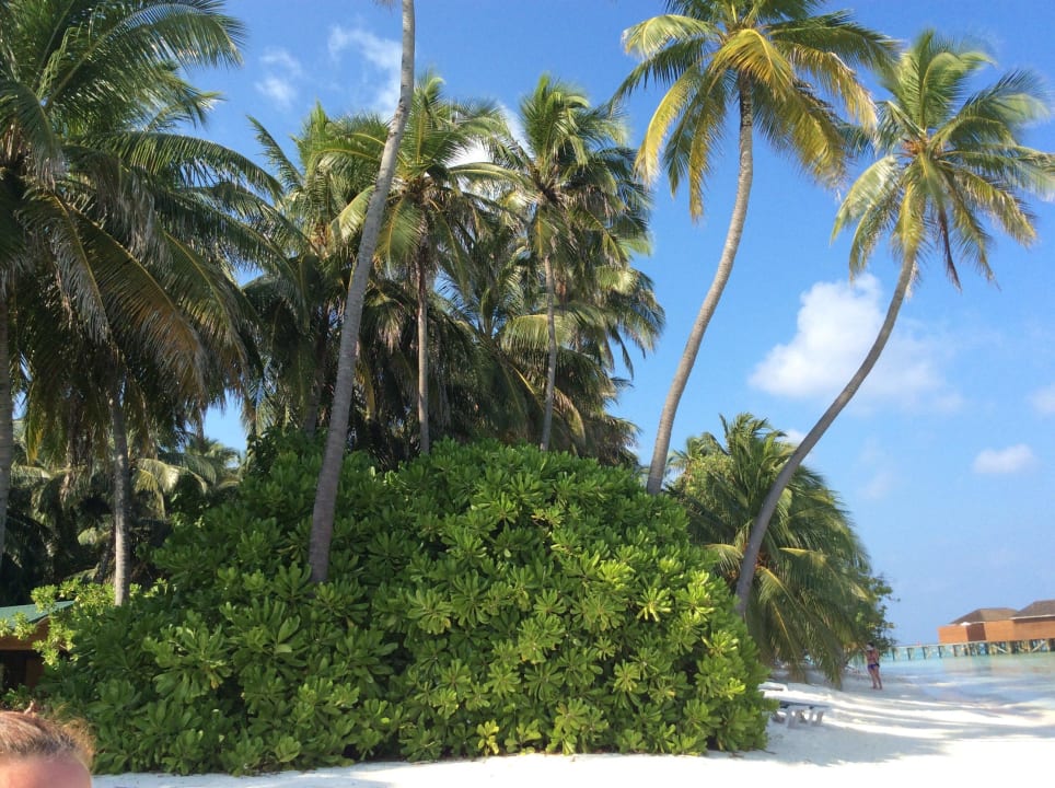 Ostseite Meeru Maldives Resort Island