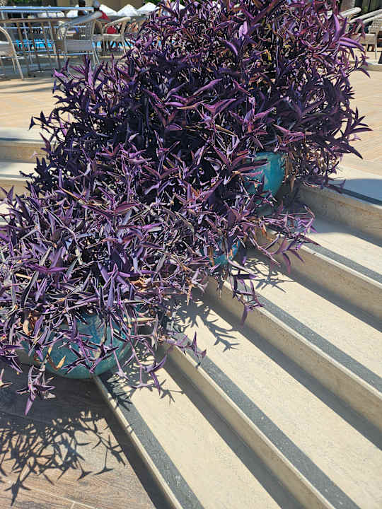 Gartenanlage Nerton Hotel - Erwachsenenhotel ab 16 Jahren