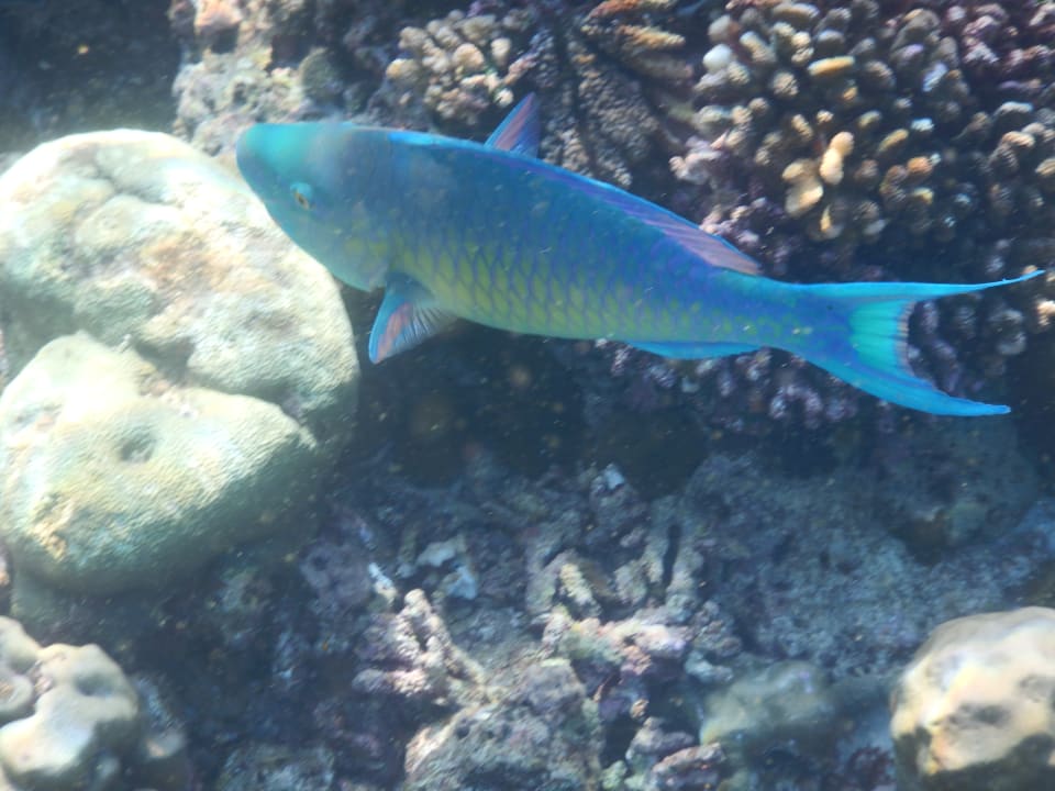 Sport & Freizeit NH Collection Maldives Reethi Resort