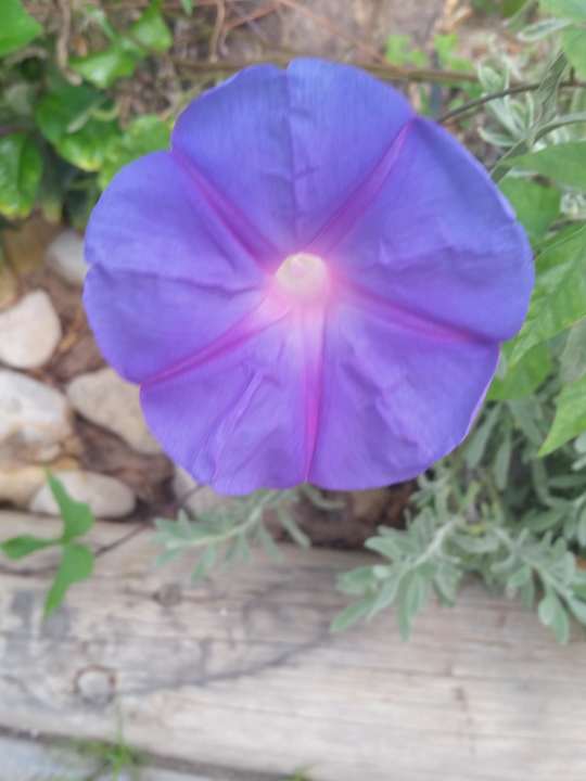 Nur schön The Orangers Beach Resort and Bungalows