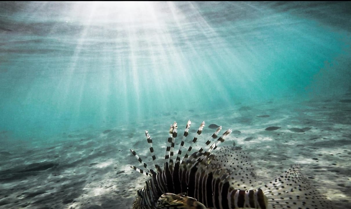 Feuerfisch Palm Royale Resort - Soma Bay