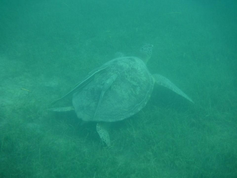 Strand Sentido Caribbean World Soma Bay