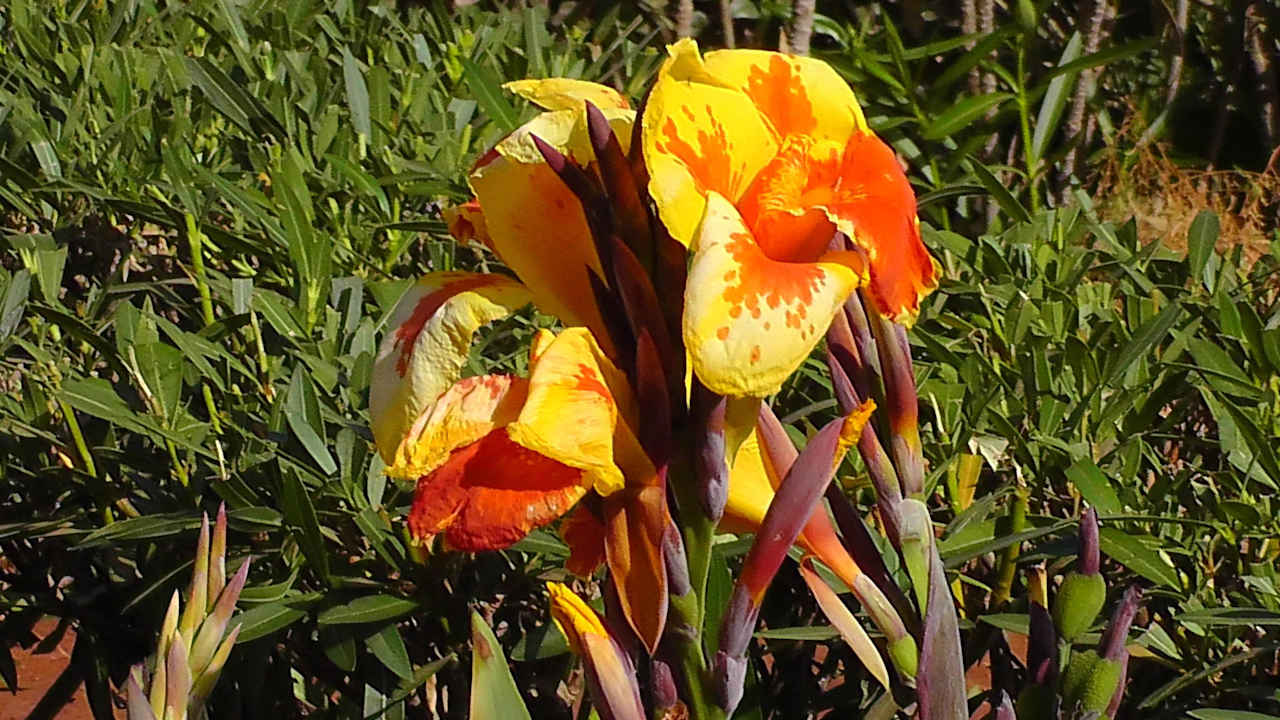 Überall schöne und einzigartige Pflanzen Hotel Riu Touareg