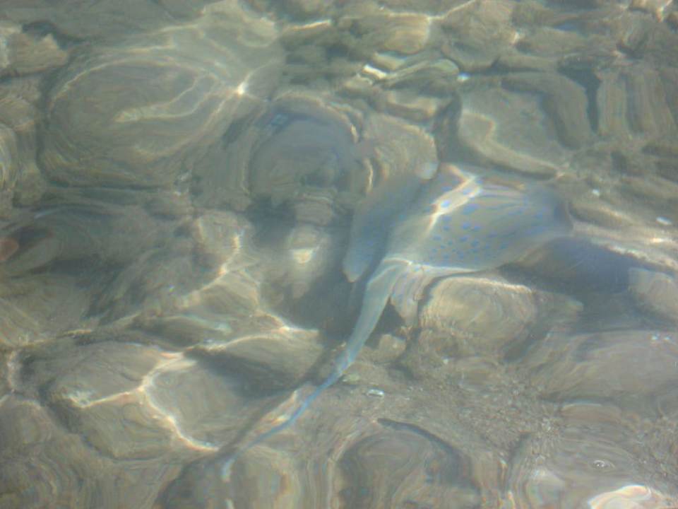 Ryba Ghazala Gardens