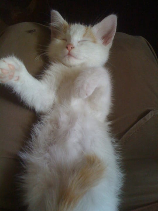 Alf Naturhaus Lehnwieser