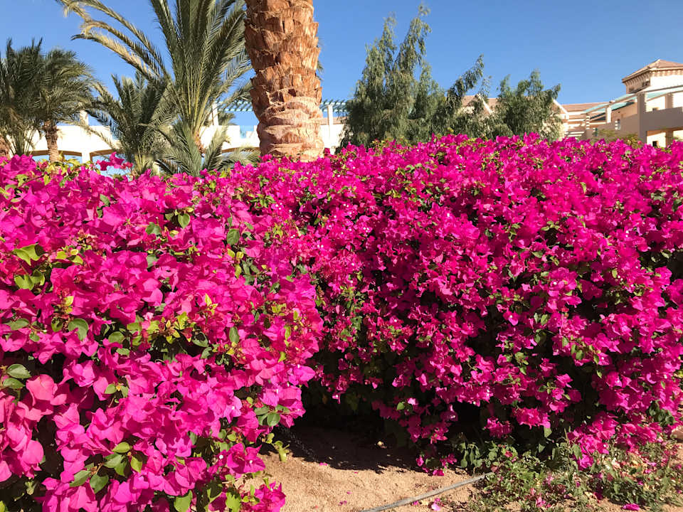 Gartenanlage Mövenpick Resort & Spa El Gouna