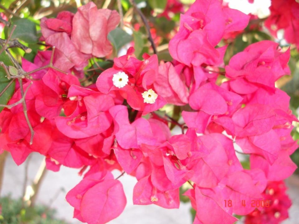 Blühende Anlage Ghazala Beach