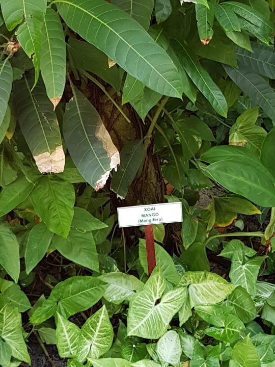 Gartenanlage Bamboo Village Beach Resort & Spa