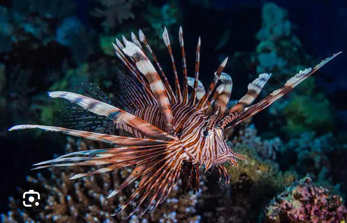Strand Pickalbatros Citadel Resort