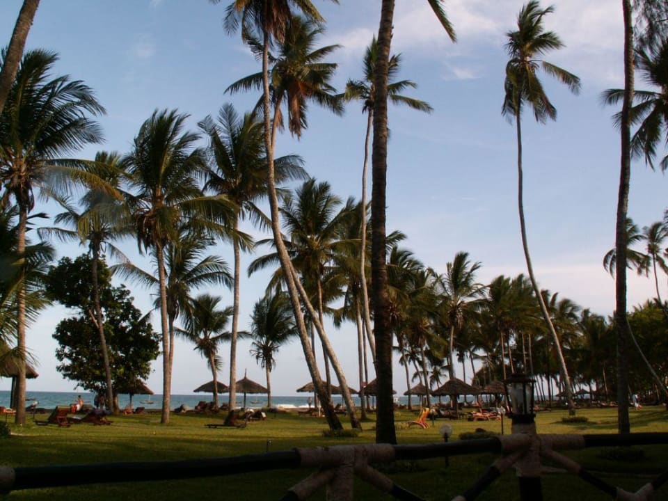 Liegewiese unter Palmen Neptune Paradise Beach Resort & Spa