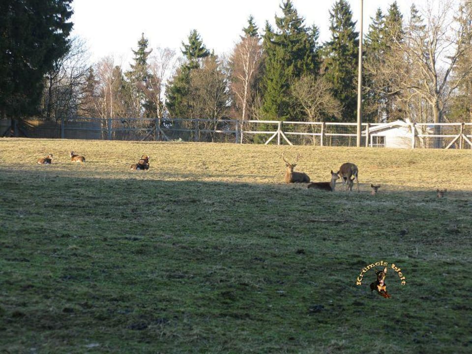 Wildgehege Hotel Harzhaus