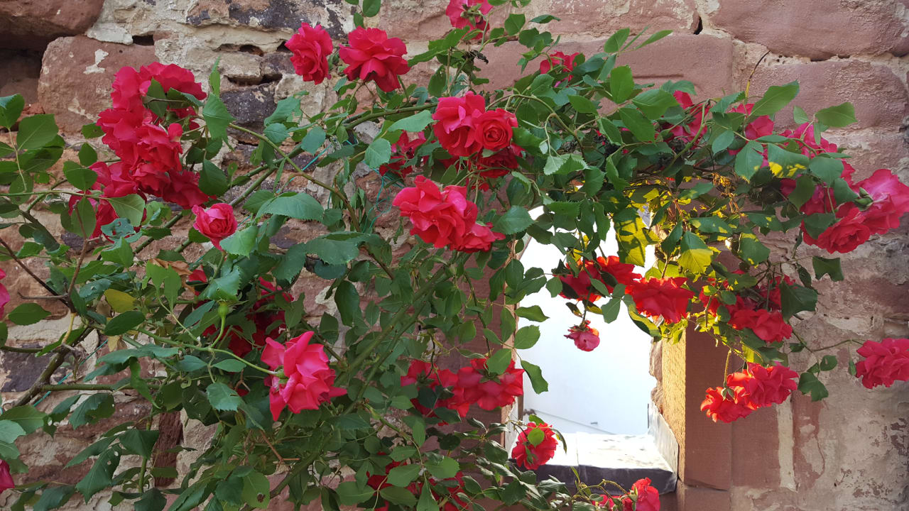 Sonstiges Well-Being Gästehaus Burghof Stauf