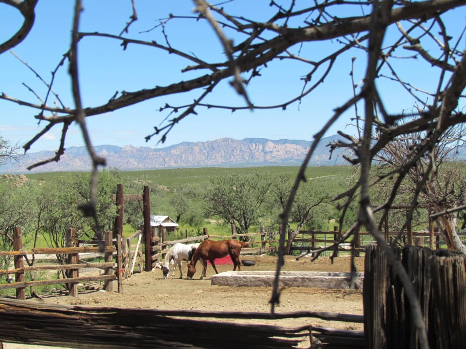 Horses Tombstone Monument Guest Ranch