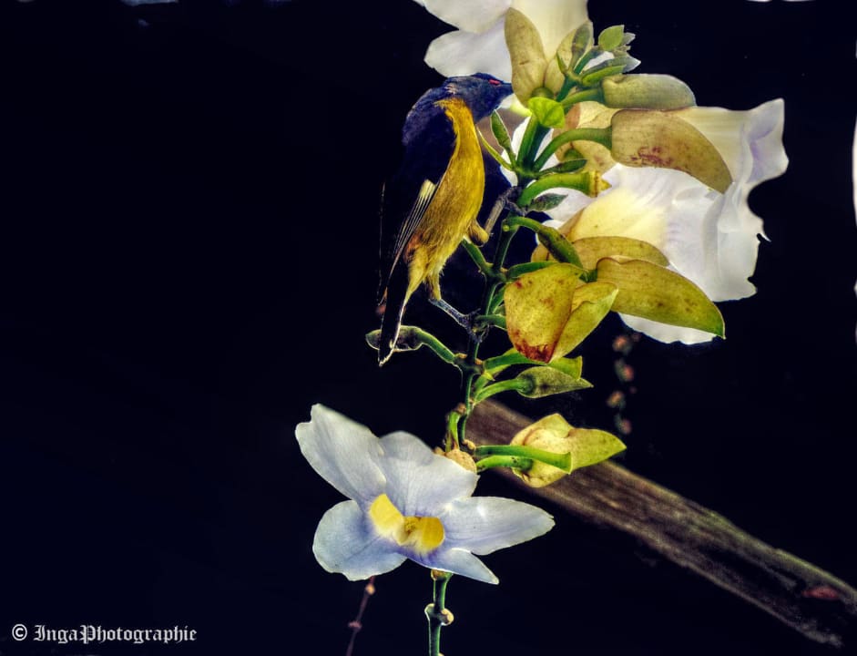 Wunderschöne Orchideenart mit "Kolibri"  BelleVue Dominican Bay