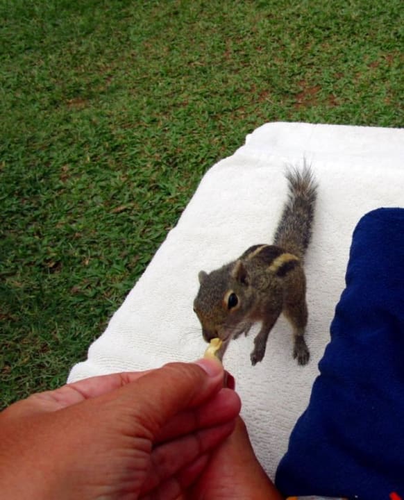 Sehr zutrauliche Chipmunks Mermaid Hotel & Club