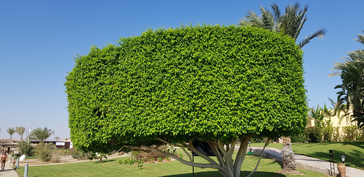 Gartenanlage Steigenberger Coraya Beach - Adults only