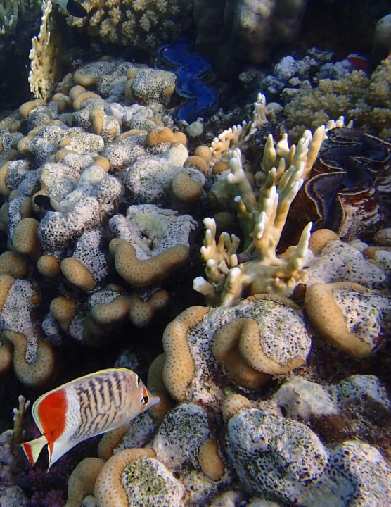 ...... Malikia Resort Abu Dabbab