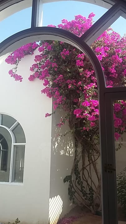 Sonstiges Desert Rose