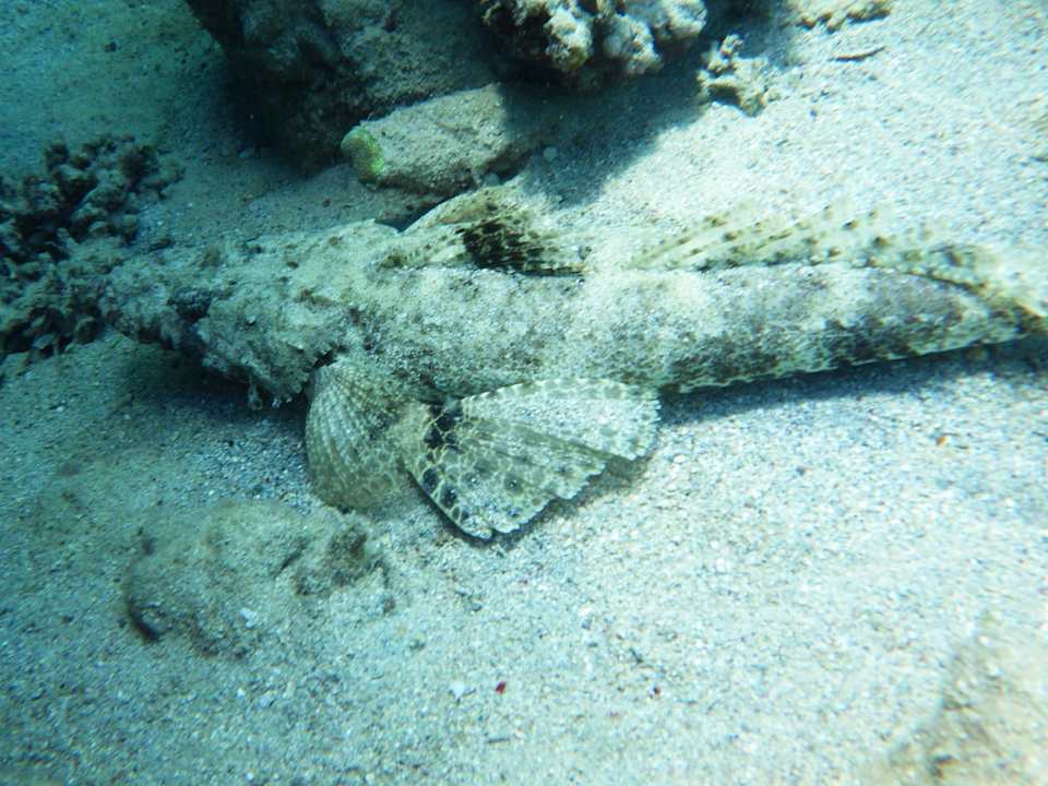 Strand Utopia Beach Club