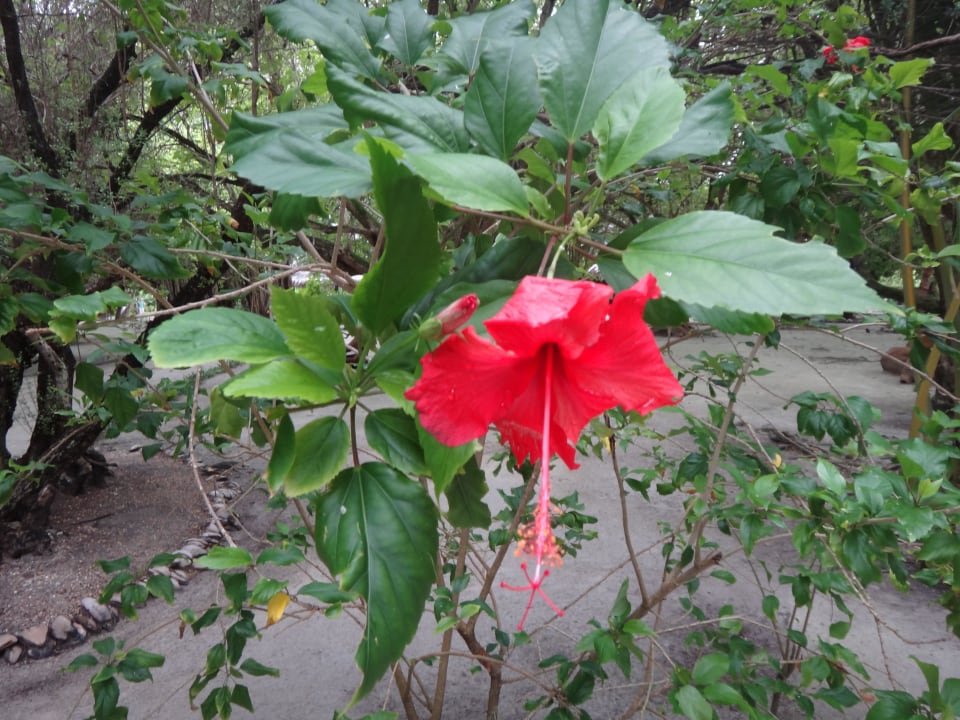 Tolle Blumen Adaaran Select Hudhuran Fushi - Premium All Inclusive