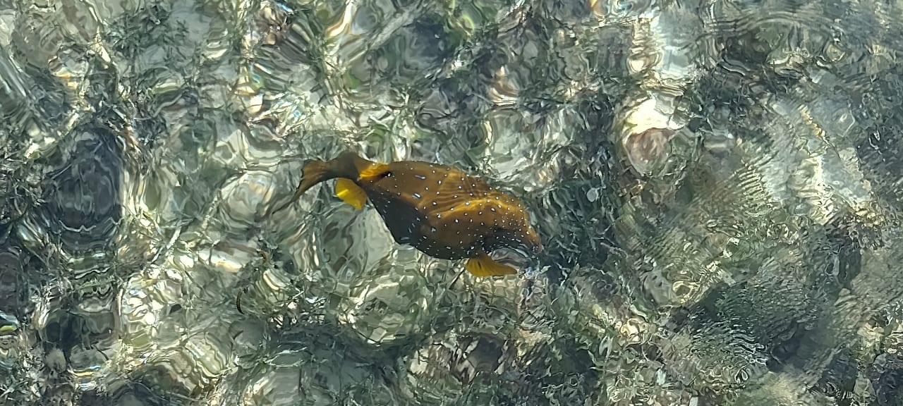 Strand Pickalbatros Royal Moderna Resort-Sharm El Sheikh