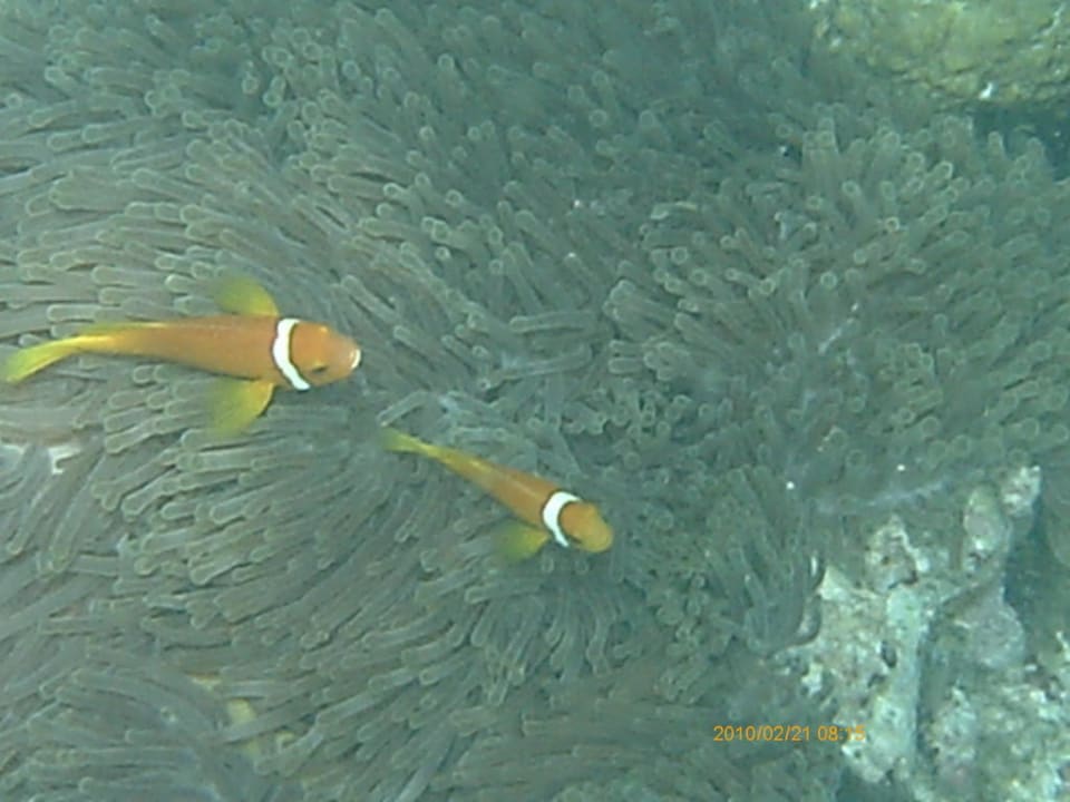 Nemos am Hausriff Sun Siyam Vilu Reef
