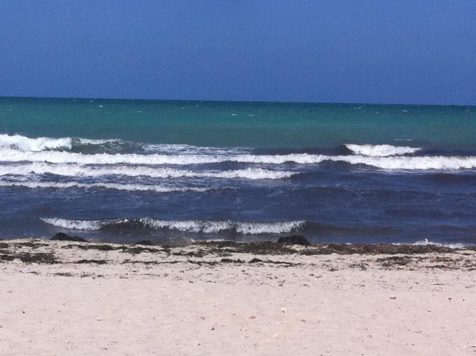 Strand mit Algen Radisson Blu Palace Resort & Thalasso Djerba