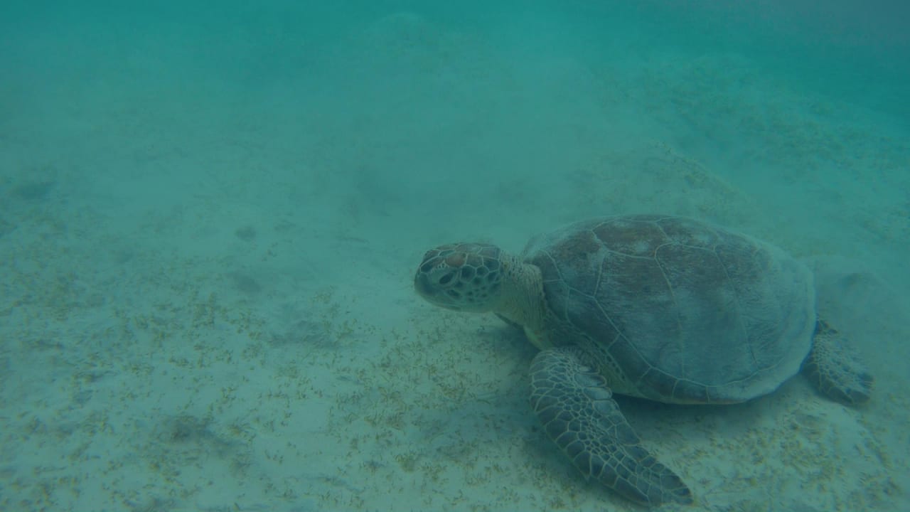 Sport & Freizeit Hotel Gorgonia Beach Resort