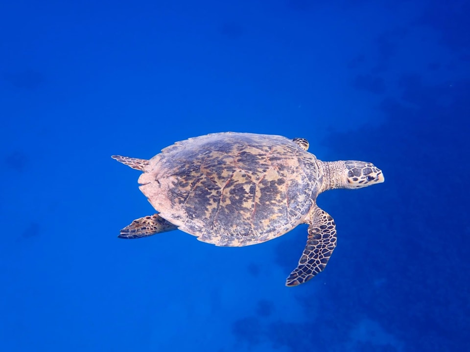 Sport & Freizeit Grand Makadi