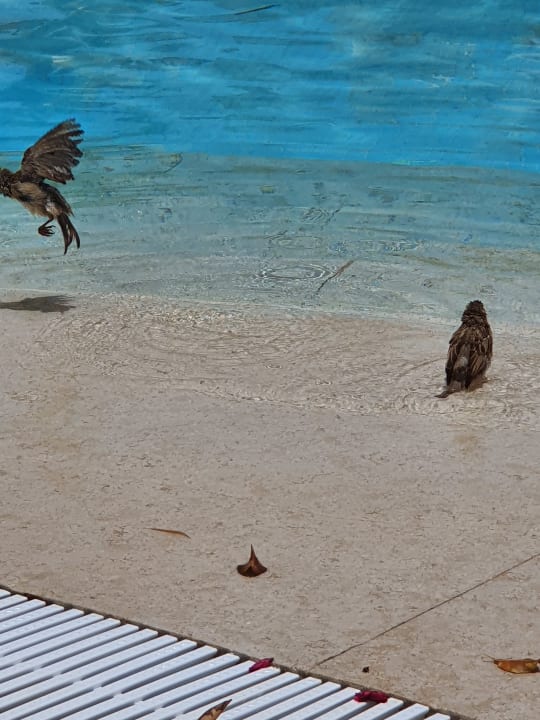 Sonstiges Makadi Spa - Adults only