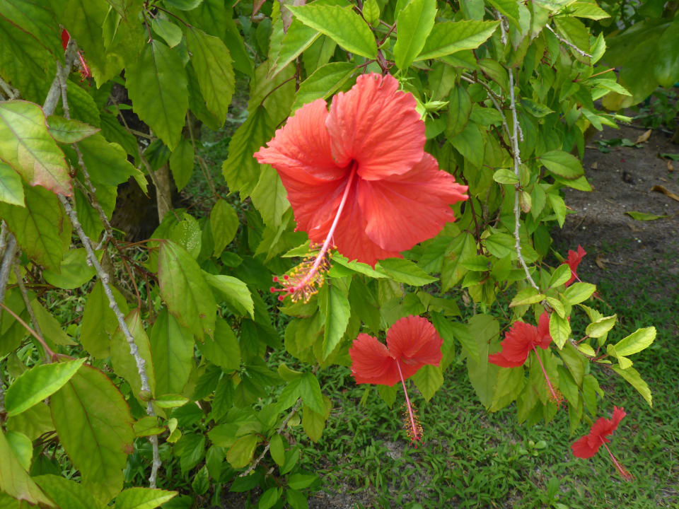 Blume Kuramathi Maldives