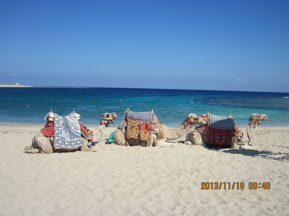 Plażowe zwierzaki Malikia Resort Abu Dabbab