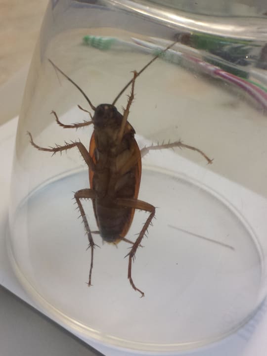 Badezimmer  Iberostar Waves Bouganville Playa