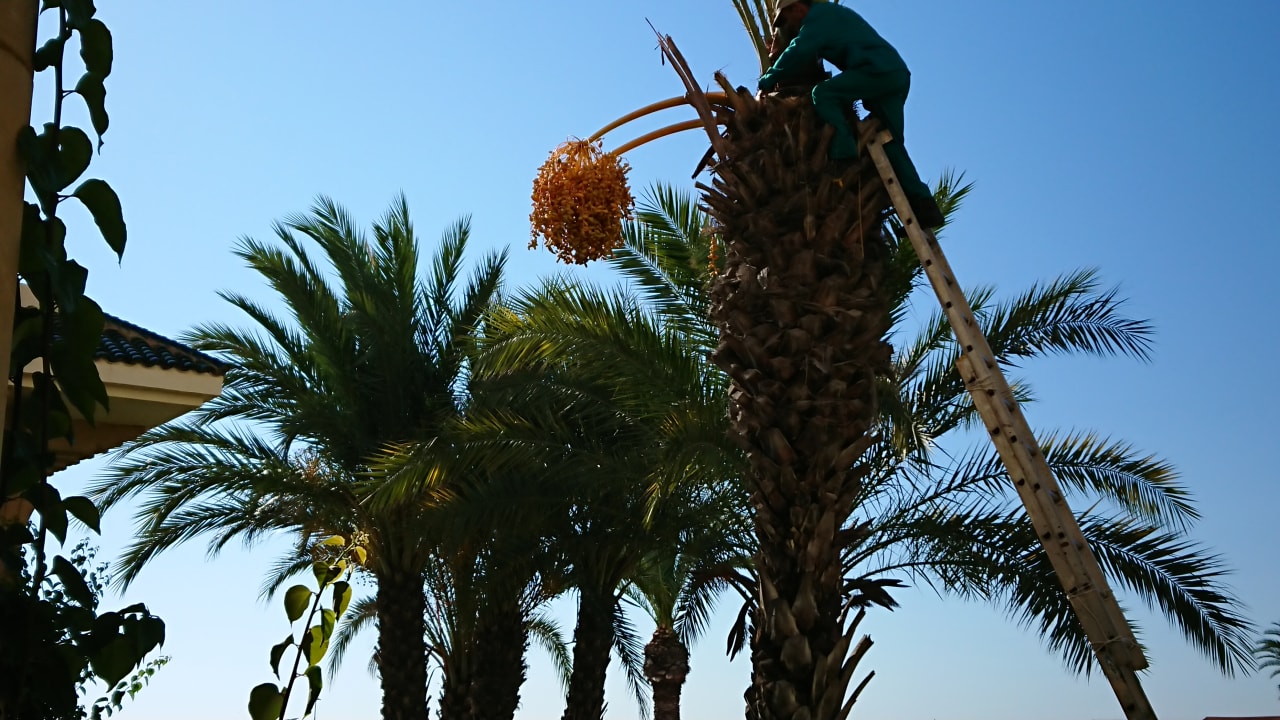 Garten Iberostar Waves Averroes